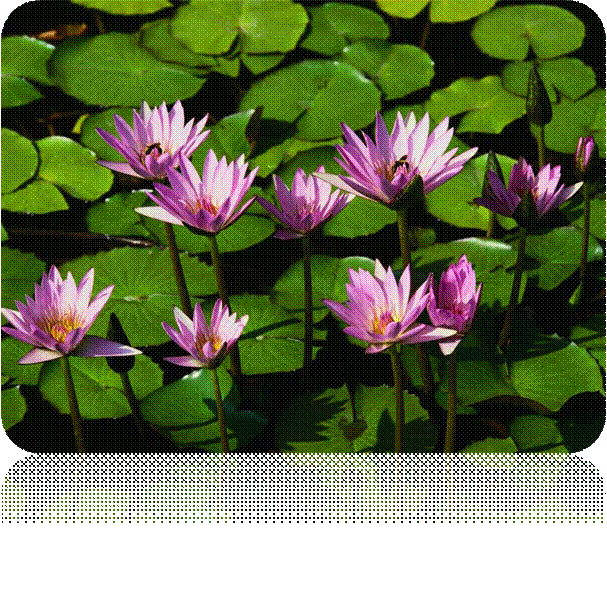 Waterlelies.jpg